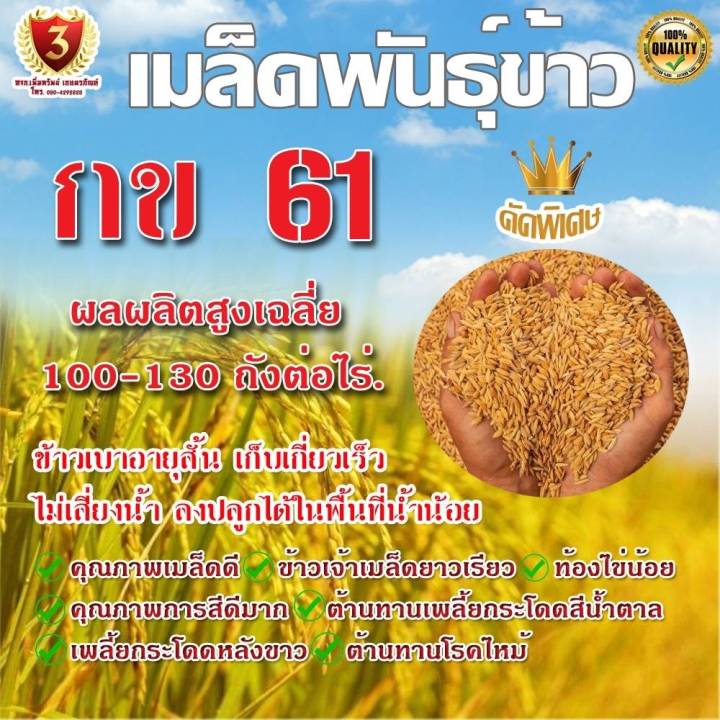 พันธุ์ข้าวปลูก-กข-61-กระสอบ-25-kg-นาปรัง-เก็บเงินปลายทาง