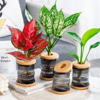 Transparent Hydroponic Flower Pot Water Planting Vase Container Lazy Flowerpot Plastic Tabletop Plants Bonsai Office Home Decor