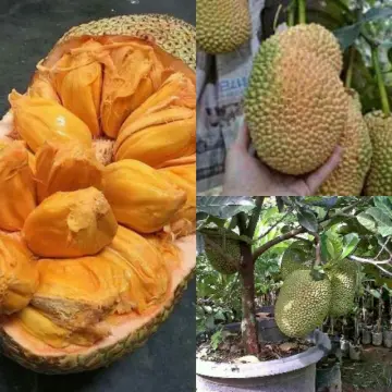Cempedak durian