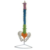 Medical human body skeleton model of human body skeleton spine vertebrae FM - 1005