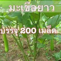 เมล็ดพันธุ์ มะเขือยาวเขียว  มะเขือยาว มะเขือเขียว  200 เมล็ด  ( 10 แถม 1 คละได้)