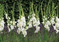 10หัว แกลดิโอลัส (Gladiolus Bulb) หรือดอกซ่อนกลิ่นฝรั่ง สีขาว เป็นดอกไม้แห่งคำมั่นสัญญา ความรักความผูกพัน สินค้าตามรูป