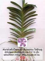 กล้วยไม้ม็อคคาร่า สีม่วงอ่อน ใจรักบลู (Mokara Blue Orchid Plant) ต้นยังไม่มีดอก พร้อมให้ดอก 1 เดือน อายุ 2 ปี 15 คู่ใบ สูง 40 ซม.