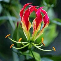 5หัว/ชุด ดองดึง หัวฟาน พันมหา Gloriosa Superba ว่านเลื้อย ว่านก้ามปู.