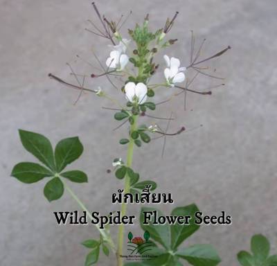 ผักเสี้ยน เมล็ดพันธุ์ผักเสี้ยน🌿 🌿Wild Spider Flower seeds🌿🌿บรรจุ