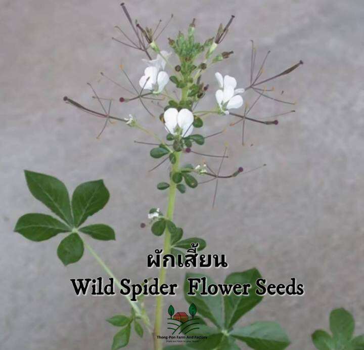 ผักเสี้ยน-เมล็ดพันธุ์ผักเสี้ยน-wild-spider-flower-seeds-บรรจุ