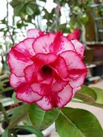 10 เมล็ด เมล็ดพันธุ์ Bonsai ชวนชม สายพันธุ์ไต้หวัน สีชมพู Adenium Seed กุหลาบทะเลทราย Desert Rose ราชินีบอนไซ มีคู่มือปลูก นำเข้าจากไต้หวัน