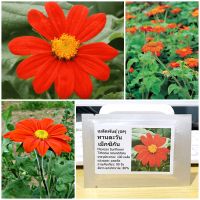 เมล็ดพันธุ์ ทานตะวันเม็กซิกัน (Mexican Sunflower Seed) 100 เมล็ด คุณภาพดี ราคาถูก ของแท้