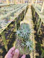 Tillandsia vanhyningii แบบกอติดตอไม้