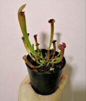 (ต้นไม้จริง) ซาราซีเนียจิ๋ว (Sarracenia หรือ American Pitcher Plant) ต้นไม้กินแมลง