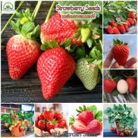 เมล็ดสตอเบอรี่ Strawberry Seeds Fruit Plants Bonsai Tree Seeds for Planting เมล็ดพันธุ์ สตรอเบอร์รี่ ต้นผลไม้ บอนไซ ต้นไม้แคระ ต้นสตอเบอรี่ ต้นไม้ประดับ พันธุ์ไม้ผล สตอเบอรี่สด ต้นพันธุ์ผลไม้ เมล็ดพันธุ์แท้ 100% ปลูกง่ายปลูกได้ทั่วไทย (ประมาณ 1,000 เมล็ด)