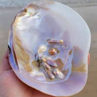 （READYSTOCK ）? Natural Extra Large Shell Big Sea Conch Marine Pearl Shell Fish Tank Landscape Starfish Specimen Gift Wedding Deck Decoration YY