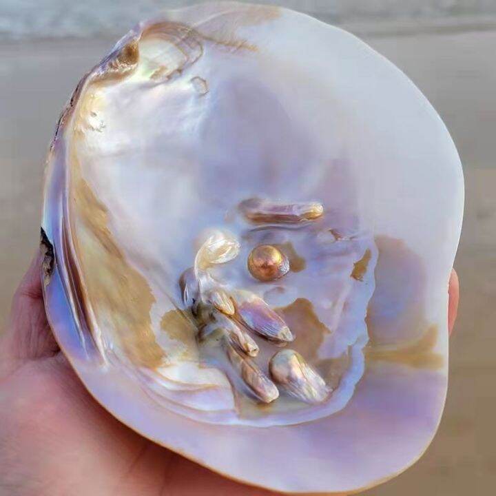 readystock-natural-extra-large-shell-big-sea-conch-marine-pearl-shell-fish-tank-landscape-starfish-specimen-gift-wedding-deck-decoration-yy