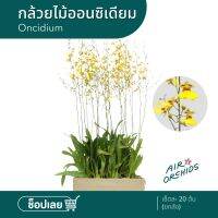 Woww สุดคุ้ม กล้วยไม้สกุลออนซิเดียม, ตุ๊กตาเริงระบำ (Oncidium) ยกลัง 20 ต้น ราคาโปร พรรณ ไม้ น้ำ พรรณ ไม้ ทุก ชนิด พรรณ ไม้ น้ำ สวยงาม พรรณ ไม้ มงคล