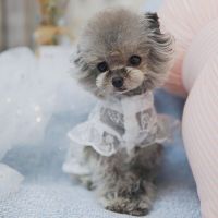 Fashion Summer Pet Dog Clothes Princess Lace Breathable Sunscreen Skirt  For Small Dogs Puppy Cat Yorkshire Chihuahua Teddy Clothing Shoes Accessories