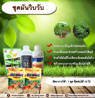 ชุดมันวิบวับ มันสำปะหลัง รากเยอะ โตไว ใบเขียวเข้ม มันหัวใหญ่ เร่งราก ขยายราก allaboutplants