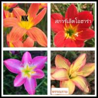 บัวดิน คละ4สี4หัว159บ.(ขนาดหัวให้ดอก) บัวดินสีส้ม บัวดินสีชมพู บัวดินสีเหลือง บัวดินสีแดง หัวบัวดิน ไม้คลุมดิน