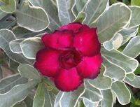 12 เมล็ด เมล็ดพันธุ์ ชวนชม Desert Rose สายพันธุ์ไต้หวัน ดอกสีแดง Adenium Seed  กุหลาบทะเลทราย Desert Rose ราชินีบอนไซ  อัตราการงอก 80-90% มีคู่มือปลูก