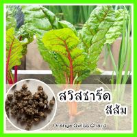 พร้อมส่ง ❗ รหัส 085 เมล็ดพันธุ์แท้ OP แท้  สวิสชาร์ตสีส้ม  - Orange Swiss chard  เมล็ดสวิสชาร์ด สวิสชาร์ต สวิสชาร์ด เมล็ดพันธุ์ผัก