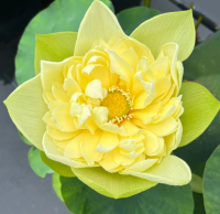 5 เมล็ด บัวนอก บัวนำเข้า บัวสายพันธุ์ Golden Builder LOTUS สีเหลือง สวยงาม ปลูกในสภาพอากาศประเทศไทยได้ ขยายพันธุ์ง่าย เมล็ดสด