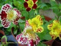 เมล็ดพันธุ์ มิมิวลัส / ไทเกอร์ มังกี้ mimulus tigrinus tiger monkey 400 เมล็ด เมล็ดพันธุ์นำเข้าจาก อังกฤษ