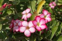 12 เมล็ด เมล็ดพันธุ์ ชวนชม สายพันธุ์ไต้หวัน ดอกชั้นเดียว Adenium Seeds กุหลาบทะเลทราย Desert Rose ราชินีบอนไซ อัตราการงอกสูง 80-90% มีคู่มือปลูก