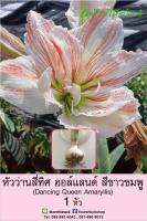 หัวว่านสี่ทิศฮอล์แลนด์ Dancing Queen Amaryllis ดอกใหญ่ สีขาวชมพู ปลูกง่าย ออกดอกบ่อย