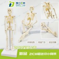 21 cm skeleton human body skeleton model of human body skeleton model of adult small teaching model of vertebral body