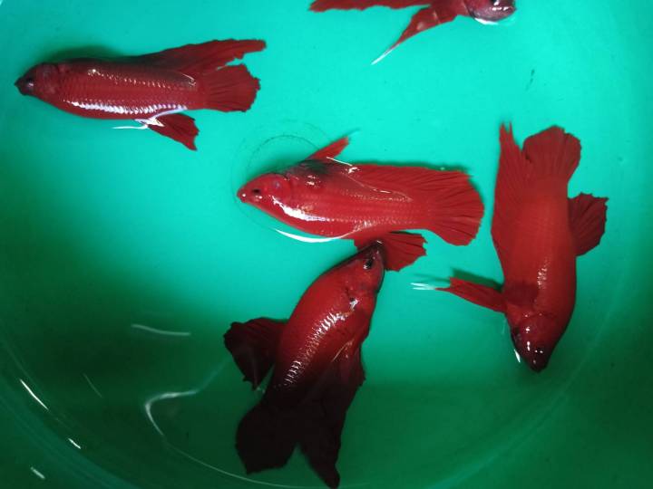 ปลากัดสีแดง-ซุปเปอร์เรด-super-red-ชุด-1-คู่-2ตัว-ผู้-เมีย-มีประกัน
