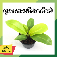 ? โปร 9.9 ? [แพ๊ก 10 ต้น] กุมารทองเรียกทรัพย์ กระถาง 3 นิ้ว (พร้อมส่ง!!) ต้นกุมารทอง ต้นไม้มงคล ต้นไม้มงคลรวย ต้นไม้ฟอกอากาศ ประดับบ้าน