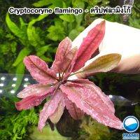 Cryptocorne flamingo - คริปฟามิงโก้ มีทั้งรูปแบบเนื้อเยื่อ และพร้อมปลูก **กรุณาอ่านรายละเอียดก่อนสั่ง**