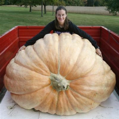 เมล็ดฟักทองยักษ์ Atlantic Giant Pumpkin ใหญ่ที่สุดในโลก ผลใหญ่มากหนักได้เกือบ1ตัน ซอง5เมล็ด