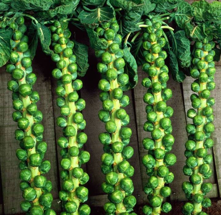 กะหล่ำดาว-เมล็ดพันธุ์กะหล่ำดาวบรัสเซล-brussel-sprouts-seeds-บรรจุ-10-เมล็ด