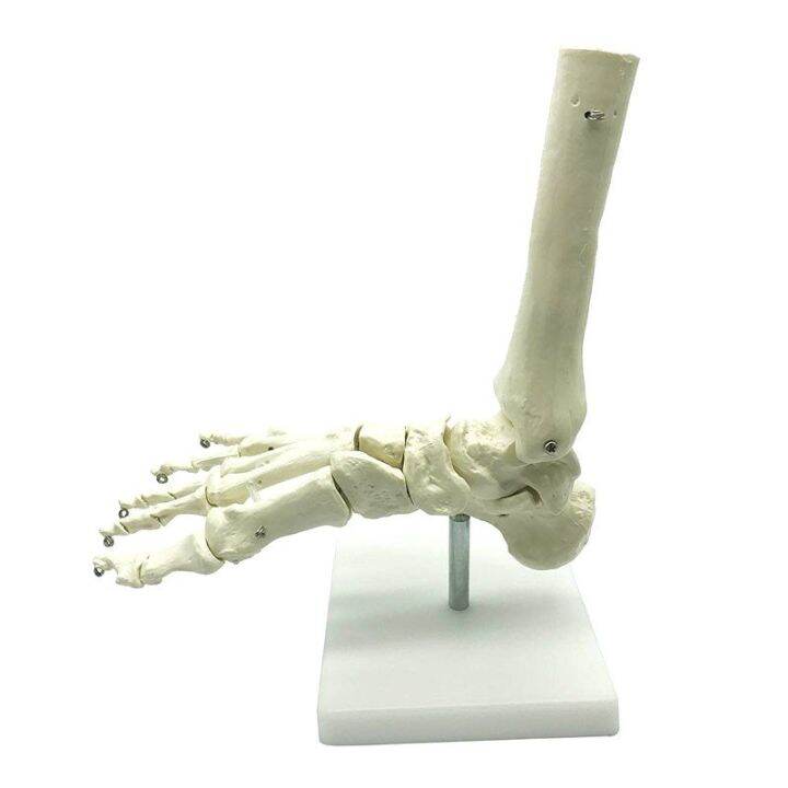 Human Foot Joints Bone Anatomy Foot Sole Joints Ankle Anatomical Model ...