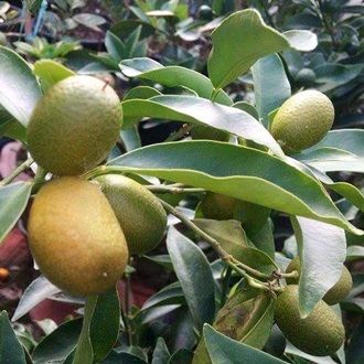 ต้นส้มทองเฮงแบบเสียบยอด-ราคา-120-บาท-ปลูกง่าย-ไม้มงคล-ให้ผลผลิตเร็ว-เสียหายเคลมฟรี