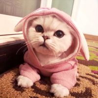 Pet Cat Costumes Rabbit Ear Shape Cat Clothes for Small Cats Kitten Coat Jacket Winter Warm Kitty Dog Clothing PinkGray