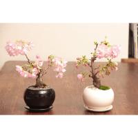 เมล็ดบอนไซซากุระ Cherry blossom Bonsai 5เมล็ด