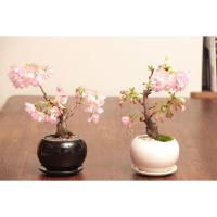 เมล็ดบอนไซซากุระ Cherry blossom Bonsai 5เมล็ด by DavieJone