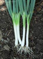 Tokyo Long White Bunching Onion (150 เมล็ด) ต้นหอมญี่ปุ่น (150 เมล็ด)