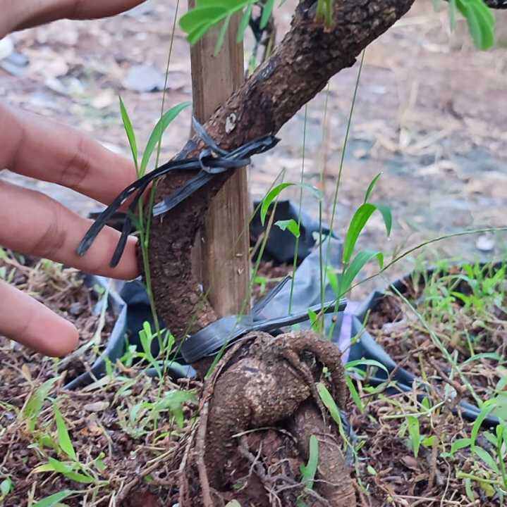 Bahan bonsai asem jawa dari biji ori