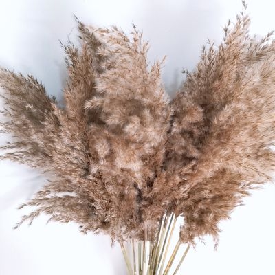 【cw】10pcs Real Bulrush Natural Dried Flowers Plants Small Dry Flower for Decoration Pampas Grass In Bouquet Wedding Home Decor