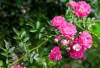 30 เมล็ด เมล็ดพันธุ์ กุหลาบ สายพันธุ์ อังกฤษ เลื้อย สีม่วง ดอกใหญ่ Climbing Rose Seeds นำเข้าจากต่างประเทศ พร้อมคู่มือ เมล็ดใหม่