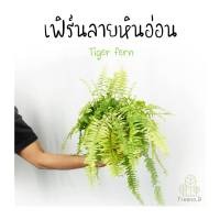 Treeno.9 T6 เฟิร์นลายหินอ่อน (Tiger fern) กระถางแขวน 8 นิ้ว / สูง 30-40 ซม. / ไม้ประดับ ไม้ฟอกอากาศ (ต้นไม้)