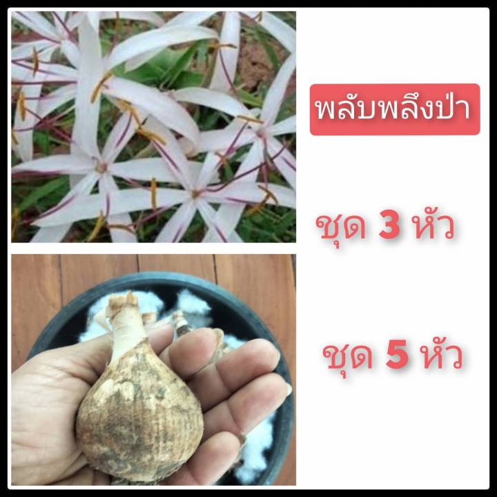 พลับพลึง-ดอกขาว1หัว-10-15cm-พลับพลึง-กระเทียมช้าง-ดอกขาวมีกลิ้นหอม