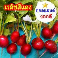 เรดิชสีแดง เรดเรดิช แรดิช Radish หัวไชเท้าแดง 50 เมล็ด เมล็ดคุณภาพเกรดเอ อัตราการงอกสูง