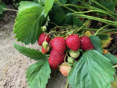 เมล็ดพันธุ์ Garden Strawberry Seeds สายพันธุ์ Hood 50 เมล็ด เมล็ดพันธุ์ Garden นำเข้าจาก ยุโรป