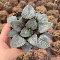 ขายดีอันดับ1 (qinys)Haworthia Ikeda Glass 6-7cm กุหลาบหินนำเข้า ไม้อวบน้ำ Succulents (ไลทอป Lithops แคคตัส cactus เพชร) คุ้มสุดสุด ต้นไม้ ฟอก อากาศ กระถาง ต้นไม้ ไม้ ประดับ ต้นไม้ ปลูก ใน บ้าน