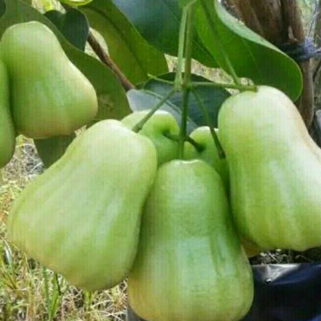 Bibit Pohon Jambu Deli Madu Hijau Siap Buah Lazada Indonesia