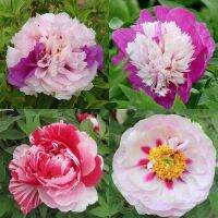 20 เมล็ด เมล็ดโบตั๋น ดอกโบตั๋น ดอกพีโอนี (Peony) คละสี ดอกไม้นี้​เป็นสัญลักษณ์ของความมั่งคั่งร่ำรวย ความซื่อสัตย์ อัตราเปอร์เซ็นต์การงอก 70-80%