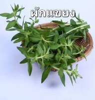 ผักแขยง ผักพา ผักกะออม ผักขะแยง Limnophila Aromatica Seeds บรรจุ 1000 เมล็ด 10 บาท